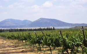 Golan-winery-g